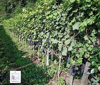 Mas Dei Chini Agroturismo Trento